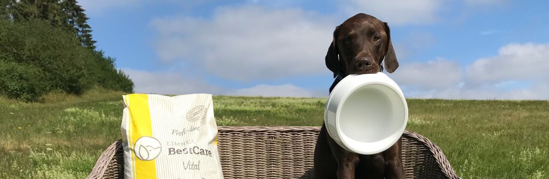 Willkommen im Haus der Hunde in der Eifel Haus der Hunde