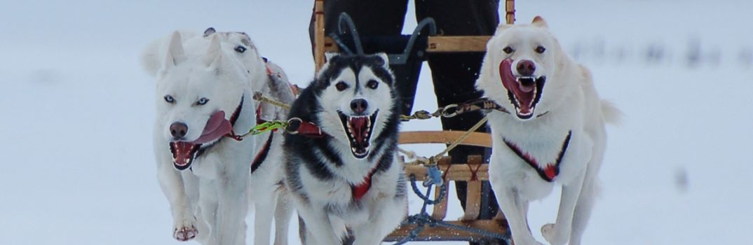 Willkommen im Haus der Hunde in der Eifel Haus der Hunde